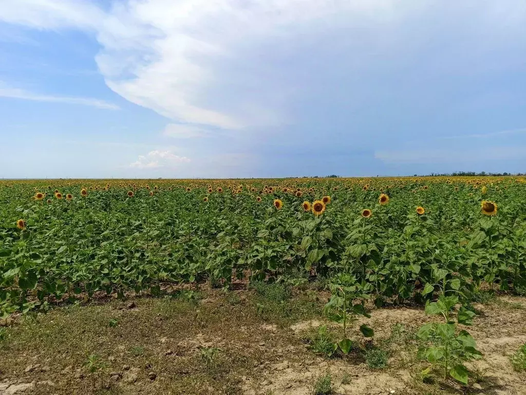 Участок в Краснодарский край, Темрюкский район, Запорожское с/пос, ... - Фото 1
