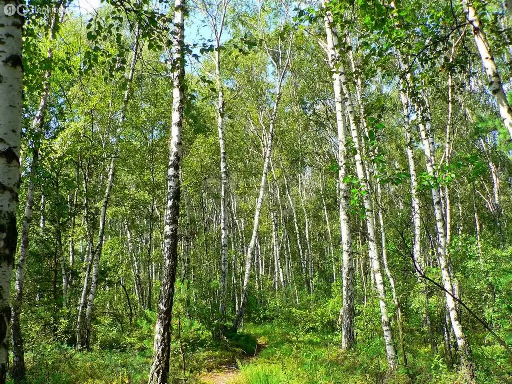 Участок в Мошковский район, коттеджный посёлок Индия (10.53 м) - Фото 2