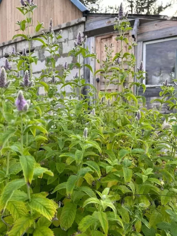 Дом в Коми, Парма пгт, Рябинушка-2 СНТ  (31 м) - Фото 1