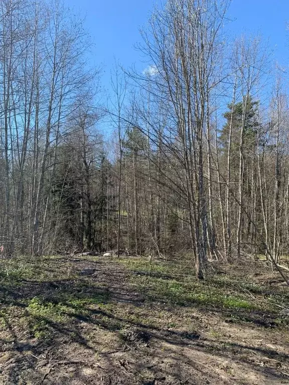 Участок в Ленинградская область, Всеволожский район, Лесколовское ... - Фото 2