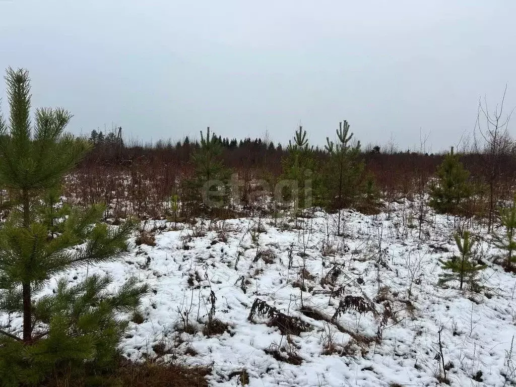 Участок в Вологодская область, Великоустюгский муниципальный округ, ... - Фото 0