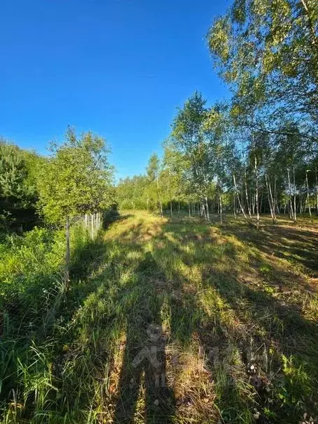 Участок в Московская область, Руза  (35.0 сот.) - Фото 2