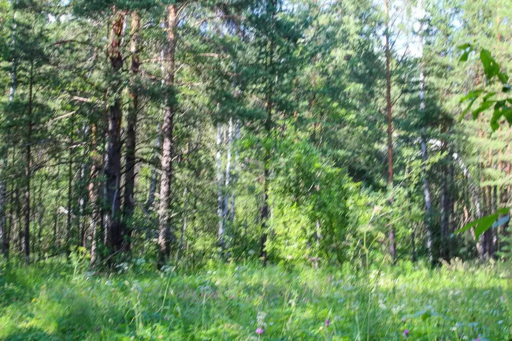 Участок в Свердловская область, Полевской муниципальный округ, с. ... - Фото 0