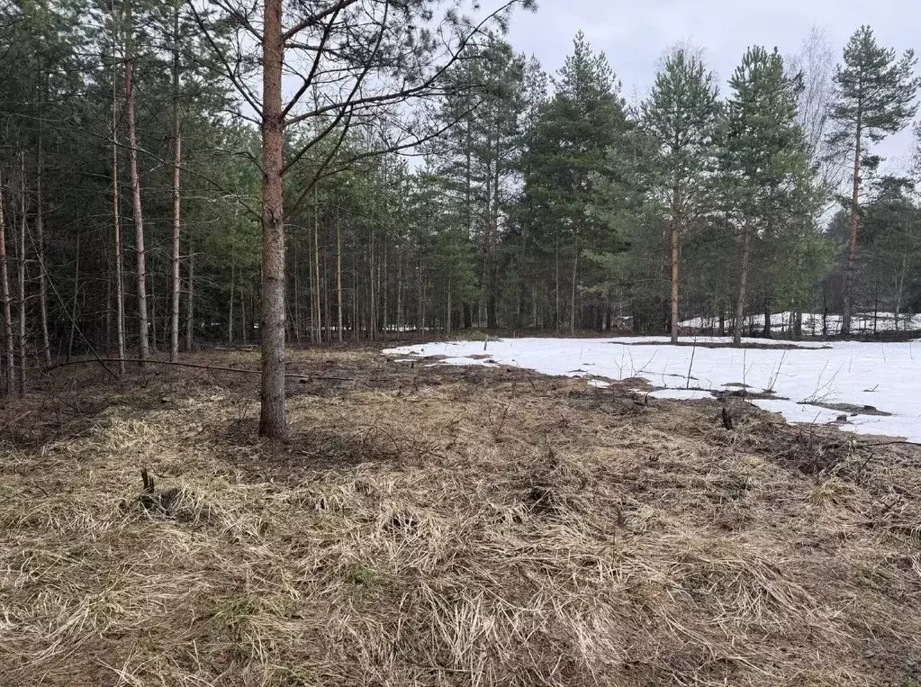 Участок в Московская область, Орехово-Зуевский городской округ, д. ... - Фото 1