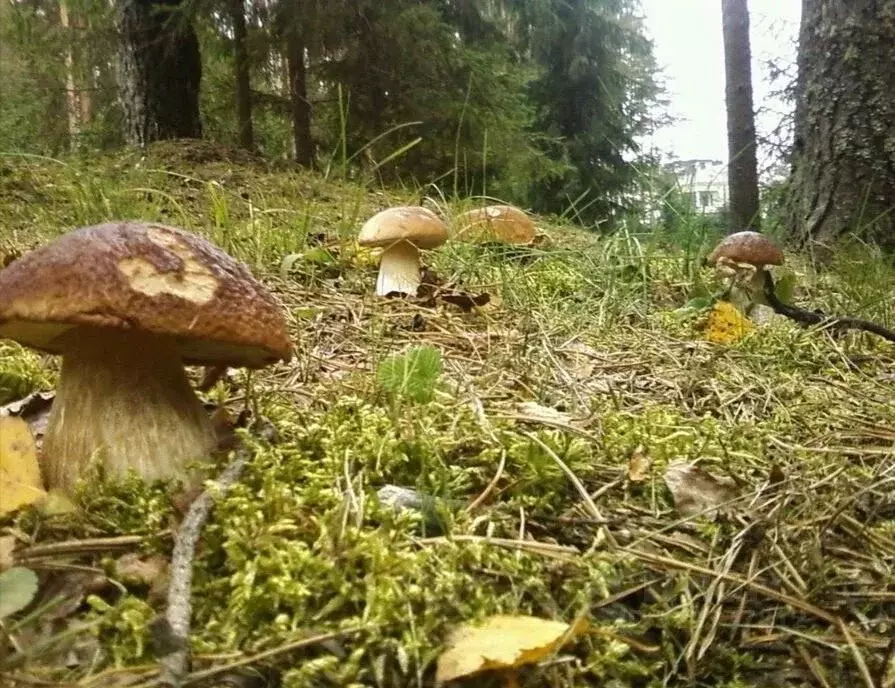 Участок в Калужская область, Дзержинский муниципальный округ, с. ... - Фото 1