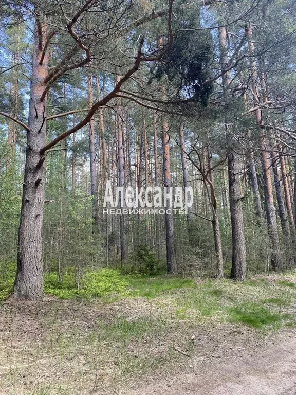 Участок 12 сот. (ИЖС) - Фото 0