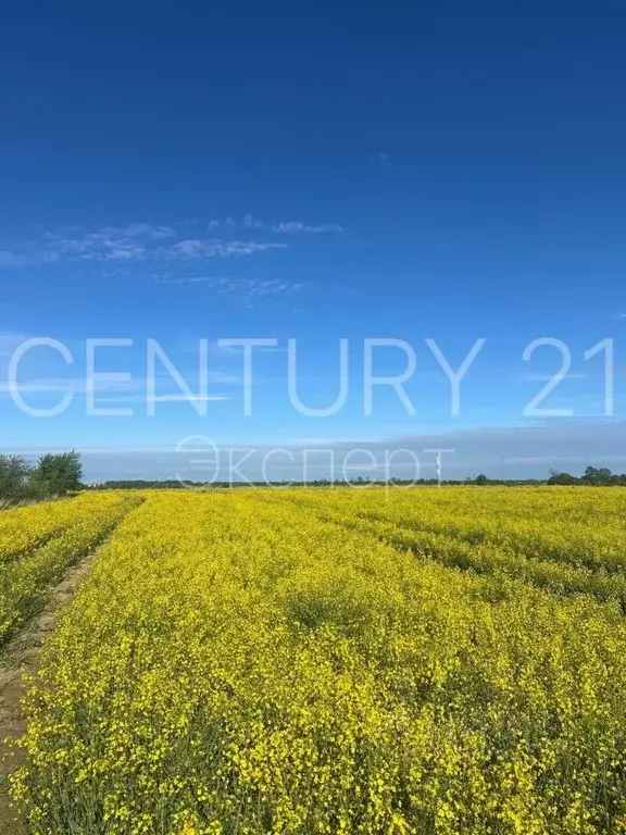 Участок в Калининградская область, Гурьевский муниципальный округ, ... - Фото 2