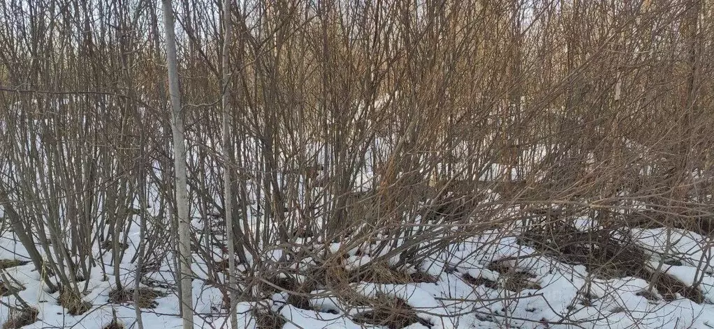 Участок в Московская область, Талдомский городской округ, Запрудня рп ... - Фото 1