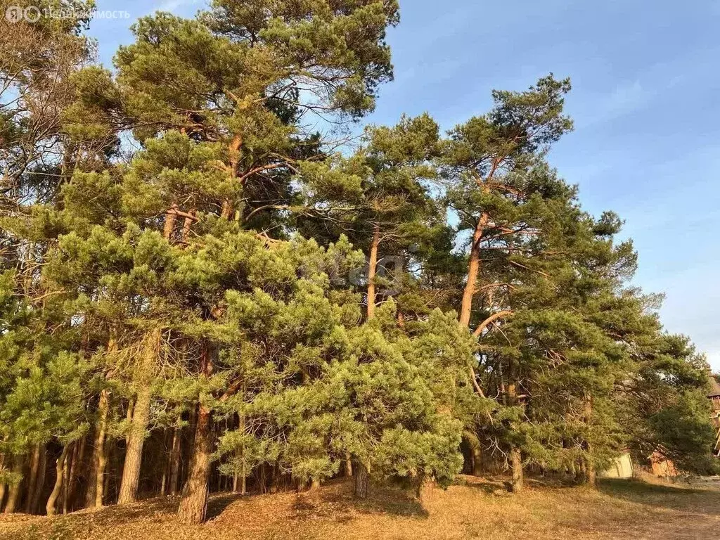 Участок в Калининградская область, Ладушкин (207.3 м) - Фото 1