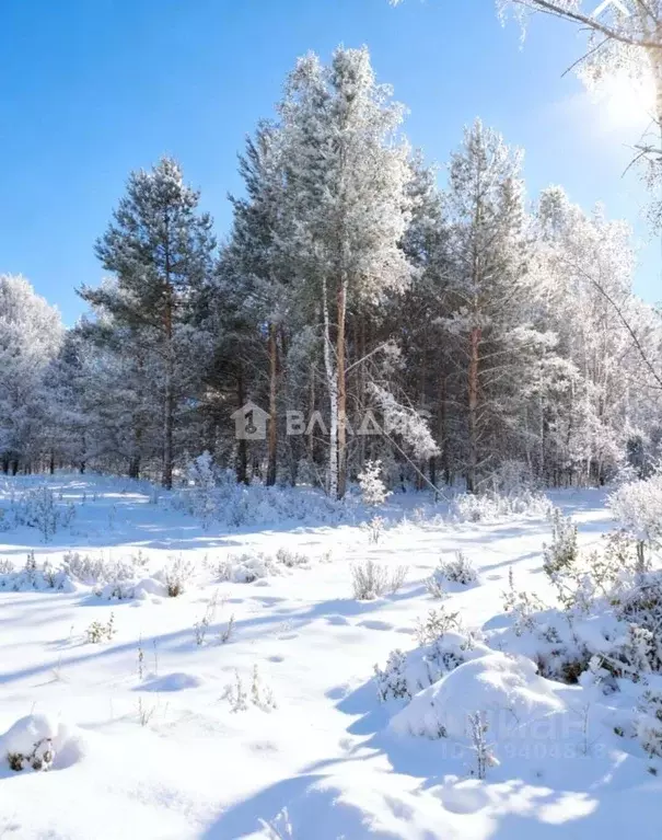 Участок в Владимирская область, Селивановский муниципальный округ, ... - Фото 1