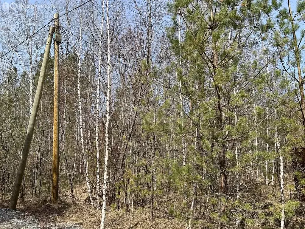 Участок в Майминский район, Соузгинское сельское поселение, посёлок ... - Фото 1