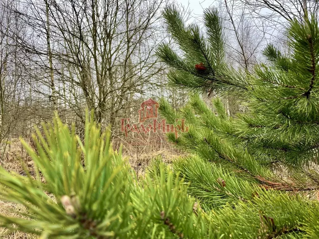Участок в Владимирская область, Александровский муниципальный округ, ... - Фото 1