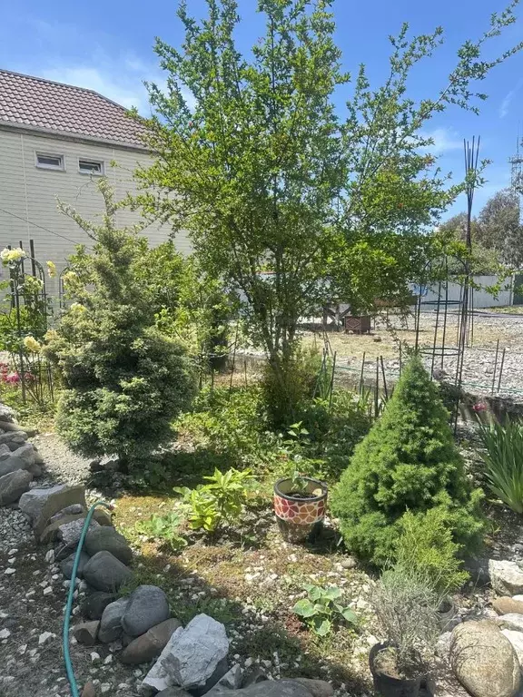 Участок в Краснодарский край, Сочи Сириус пгт, пер. Марсовый (6.0 ... - Фото 1