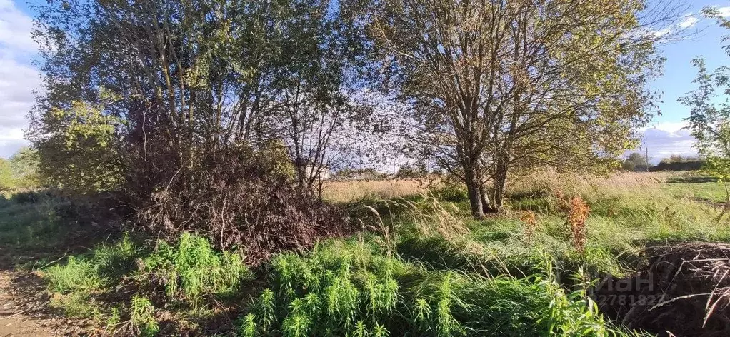 Участок в Московская область, Талдомский городской округ, д. Юркино  ... - Фото 2