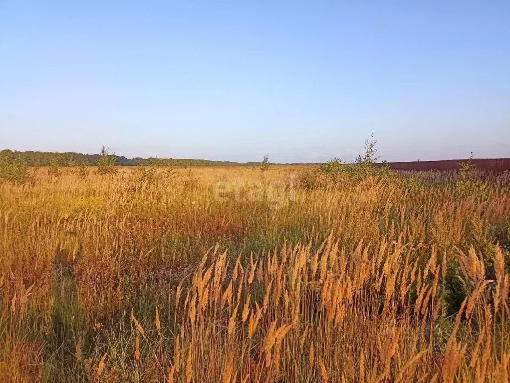 Участок в Владимирская область, Муромский район, с. Ковардицы ул. 75 ... - Фото 0