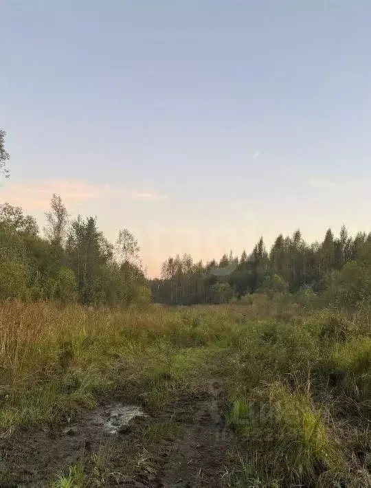 Участок в Вологодская область, Вологда Разлив садоводческое ... - Фото 2