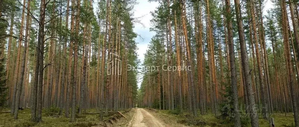 Участок в Ленинградская область, Приозерский район, Красноозерное ... - Фото 2