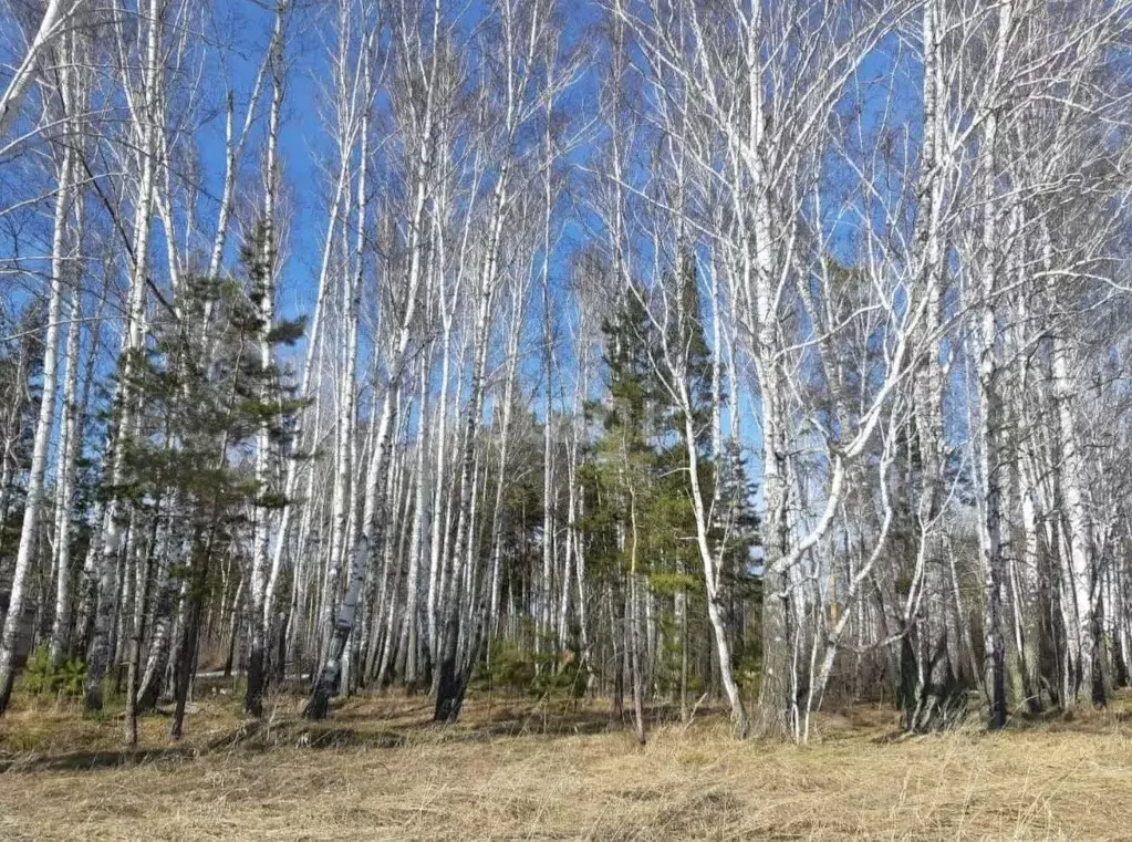 Участок в Новосибирская область, Новосибирский район, Кубовинский ... - Фото 1