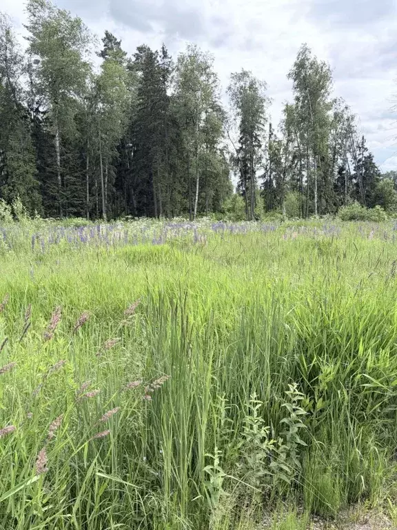 Участок в Московская область, Солнечногорск городской округ, с. ... - Фото 1