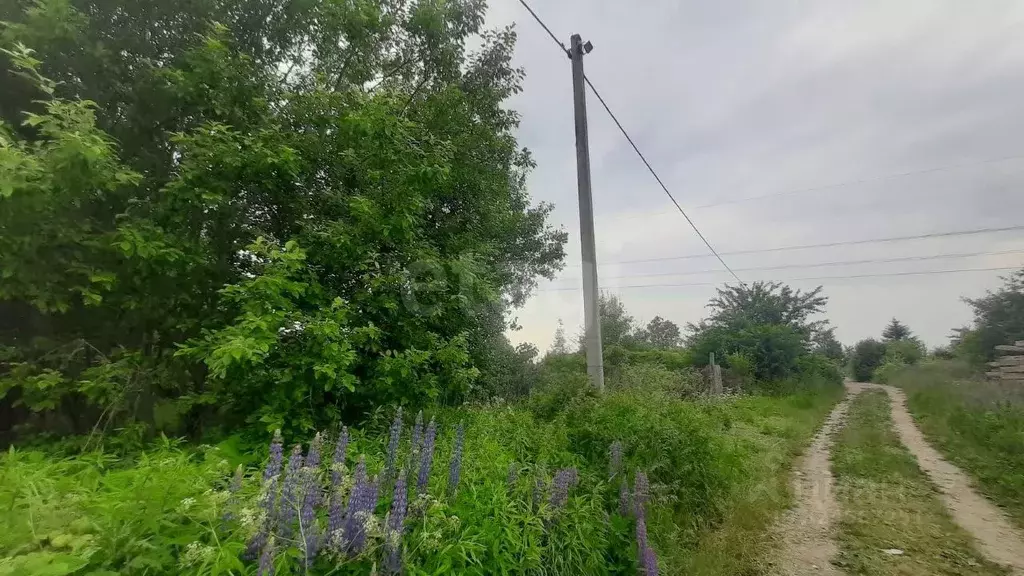 Участок в Калининградская область, Гурьевск Клубничка СНТ, ул. ... - Фото 1