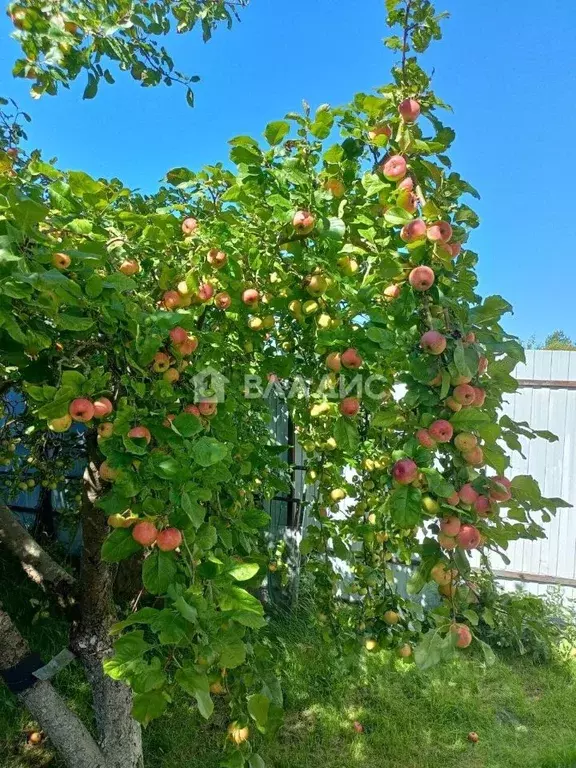 Дом в Калининградская область, Гурьевский муниципальный округ, СНТ ... - Фото 2