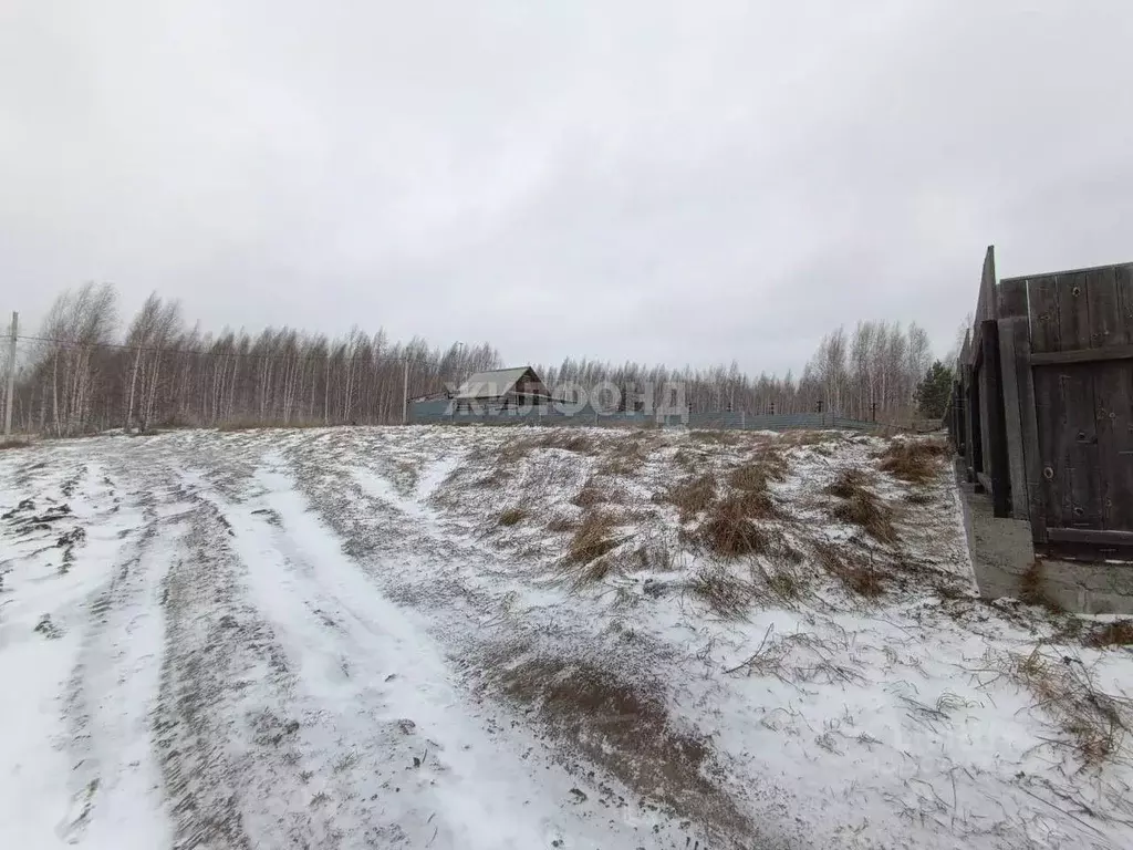 Участок в Новосибирская область, Новосибирский район, Станционный ... - Фото 1