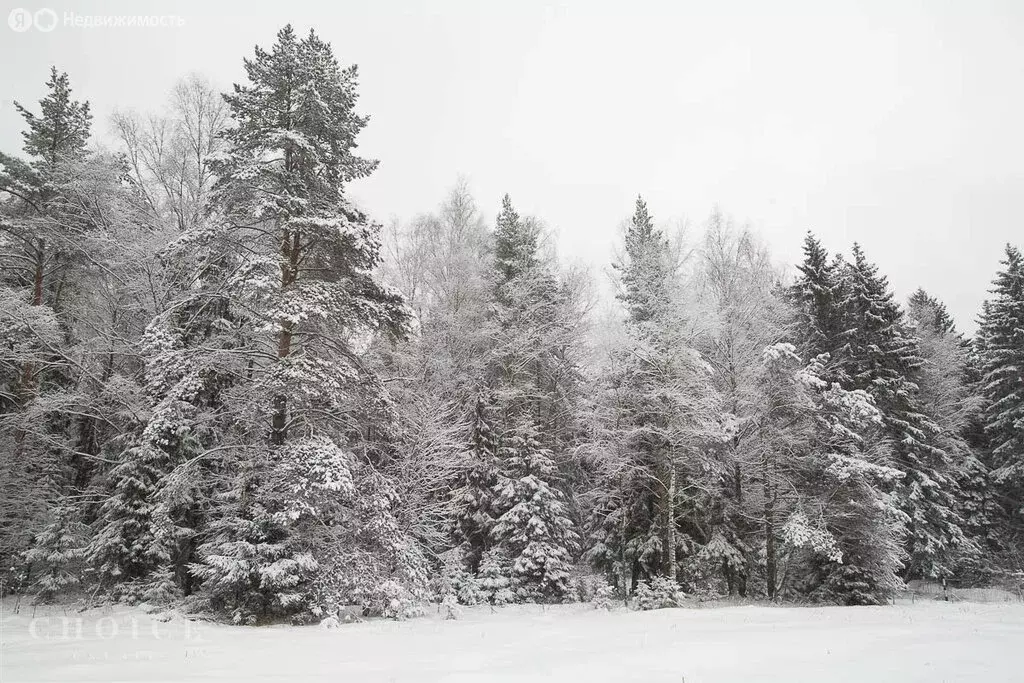 Участок в посёлок Николина Гора, КП Сосновый бор (29 м) - Фото 2