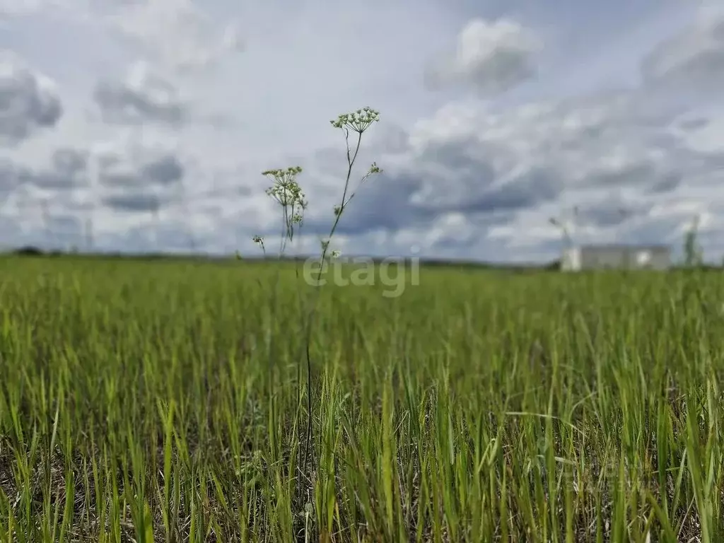 Участок в Тюменская область, Тюменский район, Новокаменский кп  (10.0 ... - Фото 0