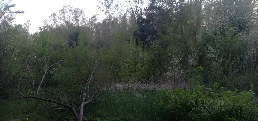 Участок в Алтайский край, Красногорский район, пос. Долина Свободы  ... - Фото 1