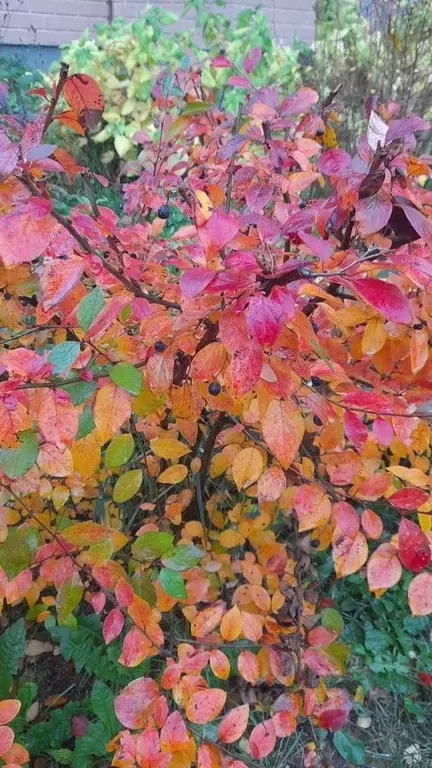 Участок в Московская область, Балашиха городской округ, д. Черное ш. ... - Фото 2