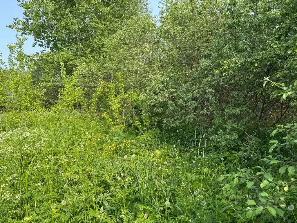 Участок в Московская область, Богородский городской округ, д. ... - Фото 1