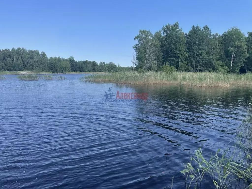 Участок в Ленинградская область, Приозерский район, Ларионовское ... - Фото 1