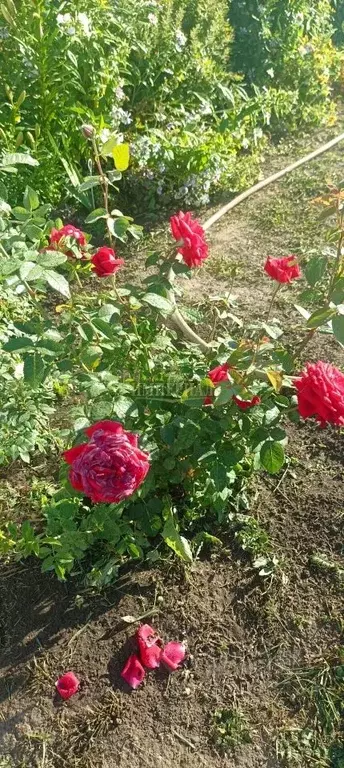 Участок в Марий Эл, Медведевский район, Знаменское с/пос, Рябинка СНТ ... - Фото 1