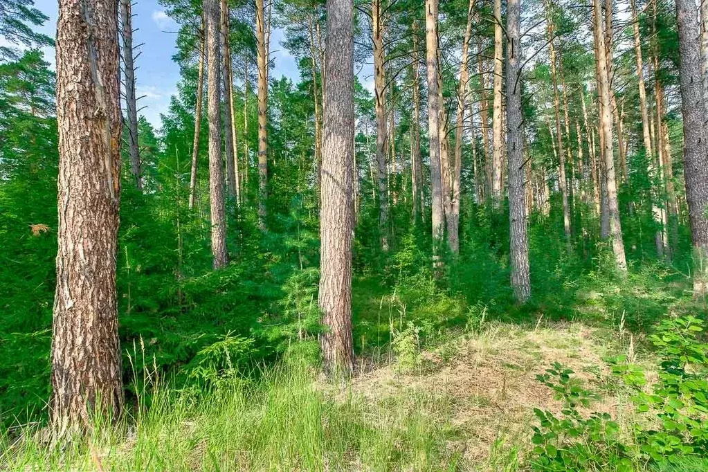 Участок в Московская область, Одинцовский городской округ, д. Жуковка, ... - Фото 2
