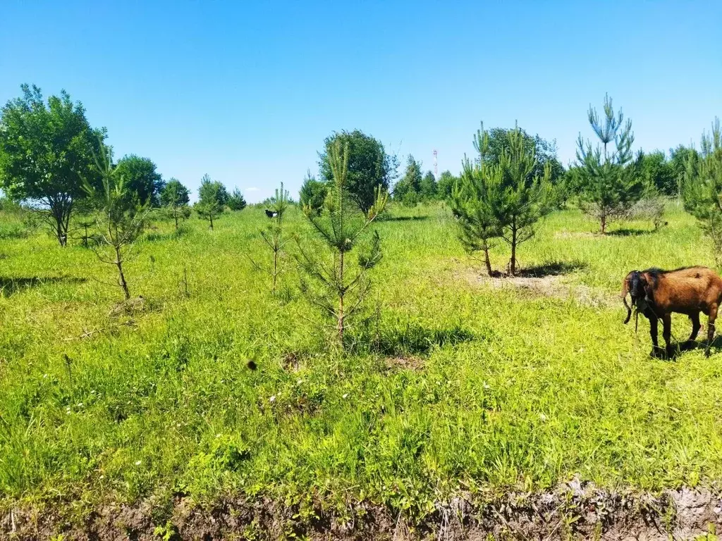 Участок в Тульская область, Ясногорский район, д. Белугино  (30.0 ... - Фото 1