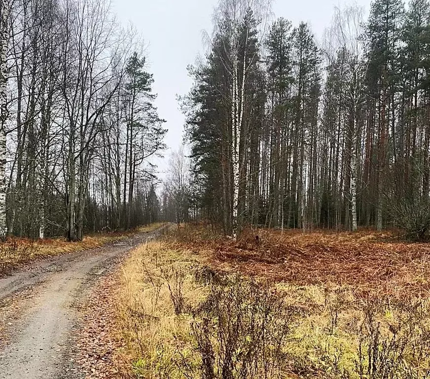 Участок в Карелия, Суоярвский муниципальный округ, пос. Суйстамо (3.5 . - Фото 0