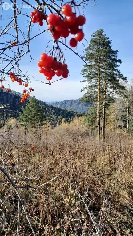 Участок в Манжерокское сельское поселение, село Озёрное, Центральная ... - Фото 2