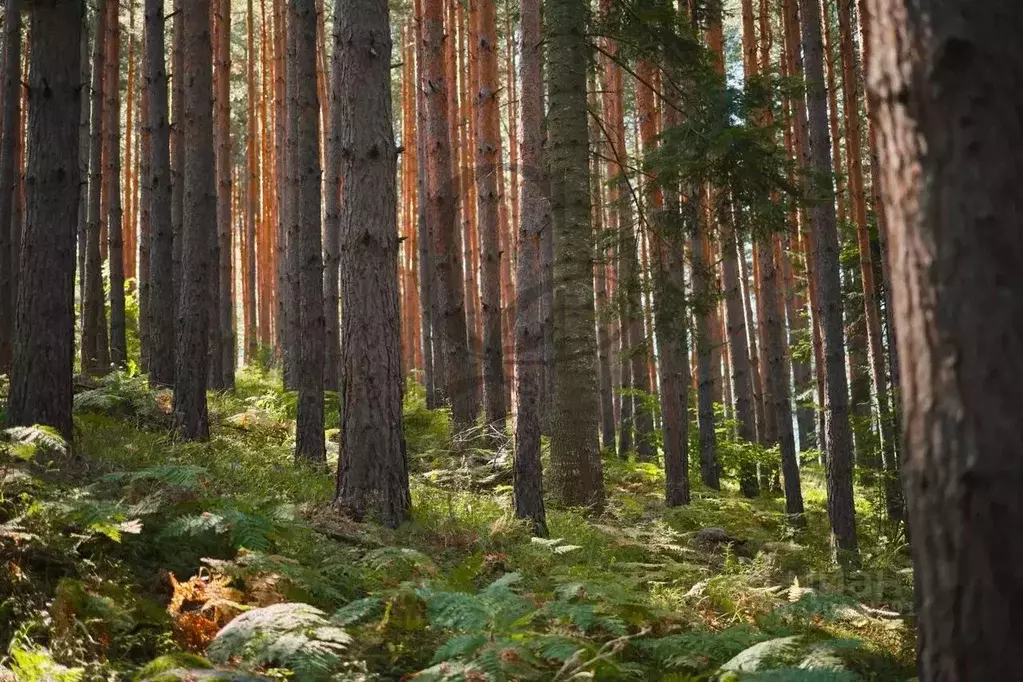 Участок в Москва д. Зименки, Антоновка кп, ул. Земляничная (28.0 сот.) - Фото 1
