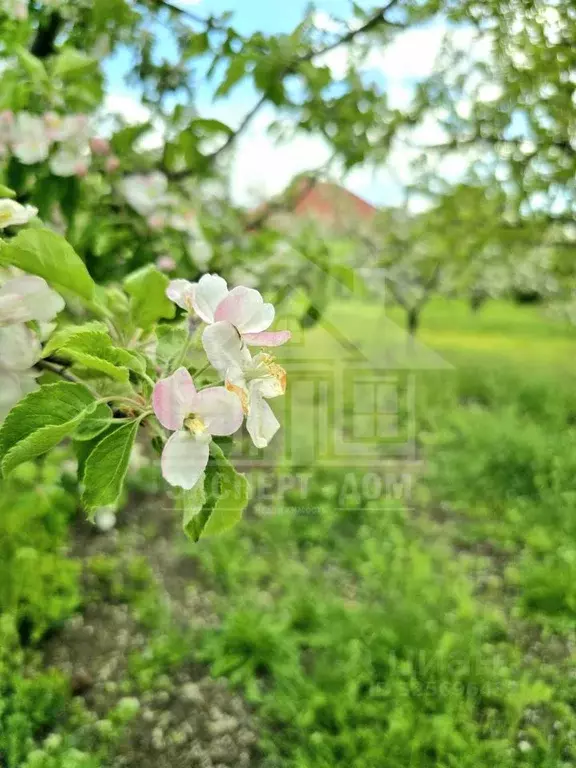 Участок в Ростовская область, Неклиновский район, Лакедемоновское ... - Фото 1