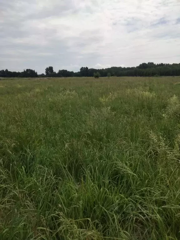 Участок в Калининградская область, Зеленоградский муниципальный округ, ... - Фото 1