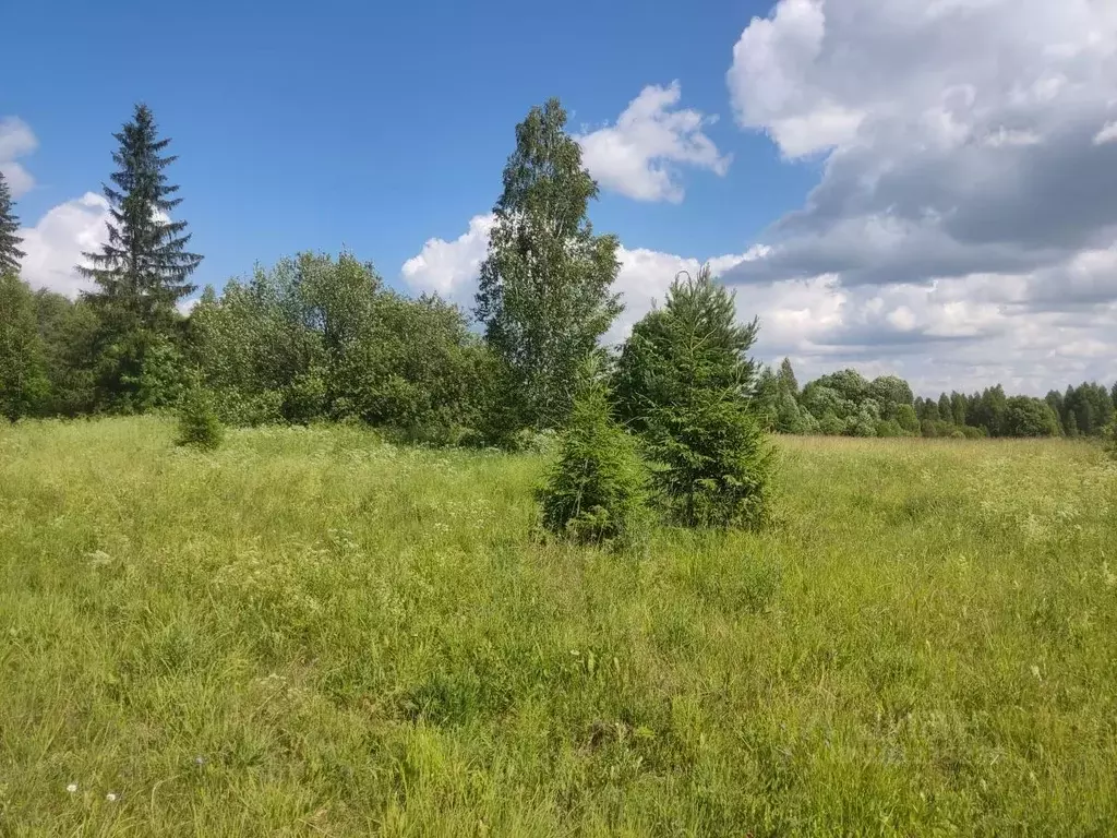 Участок в Вологодская область, Устюженский район, д. Квашнино  (2.8 ... - Фото 1