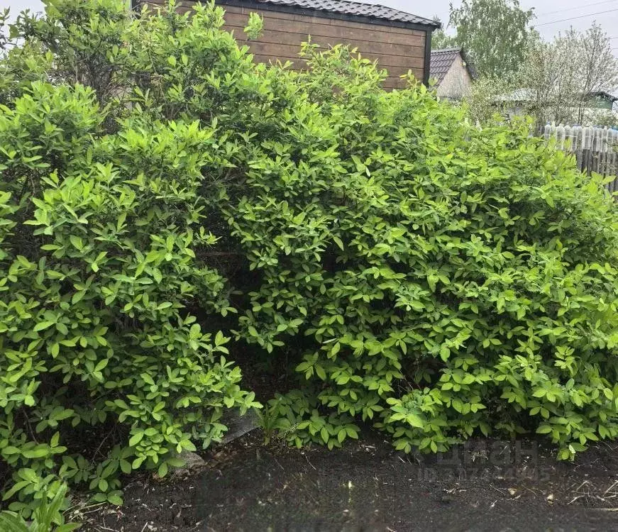 Дом в Омская область, Омский район, Дружинское с/пос, Северянка СНТ ... - Фото 1