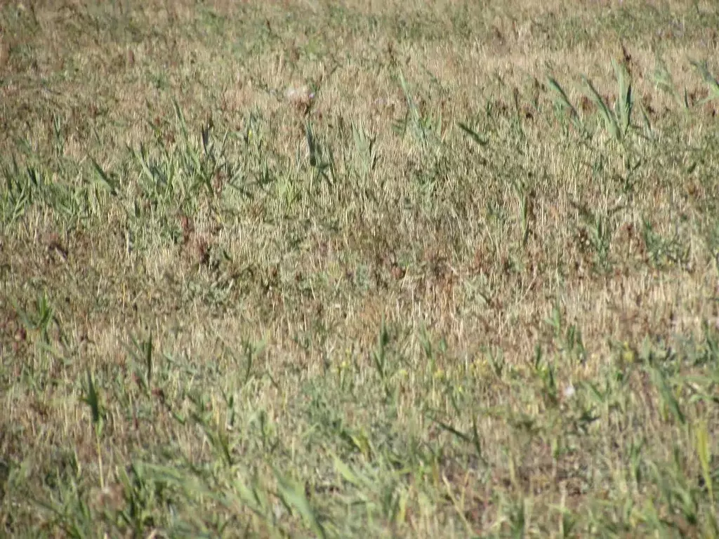 Участок в Волгоградская область, Быковский район, Новоникольское ... - Фото 2