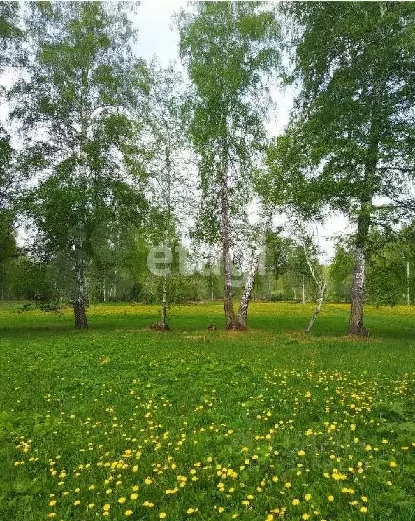 Участок в Новосибирская область, Новосибирский район, Станционный ... - Фото 0