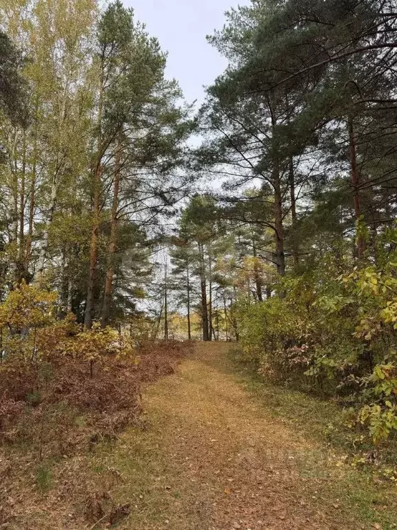Участок в Костромская область, Красносельский район, Шолоховское ... - Фото 1