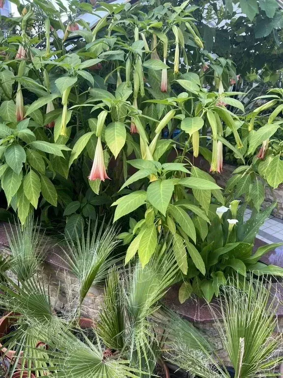 Дом в Краснодарский край, Сочи Светлана мкр, ул. Дмитриевой (550 м) - Фото 2