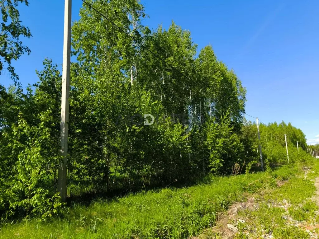 Участок в Алтайский край, Первомайский район, с. Фирсово ул. Толстого, ... - Фото 2