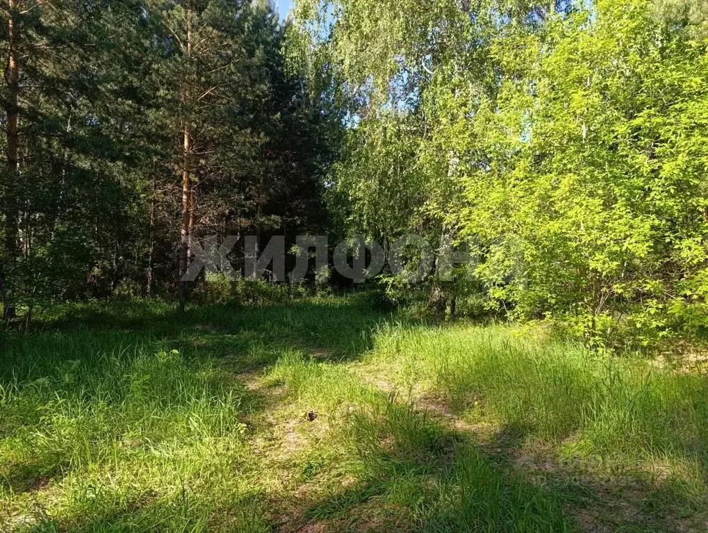 Участок в Новосибирская область, Искитимский район, Совхозный ... - Фото 2