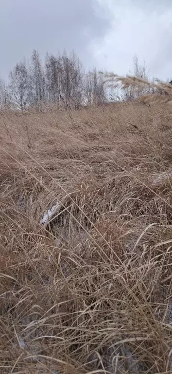 Участок в Красноярский край, Красноярск  (7.5 сот.) - Фото 2