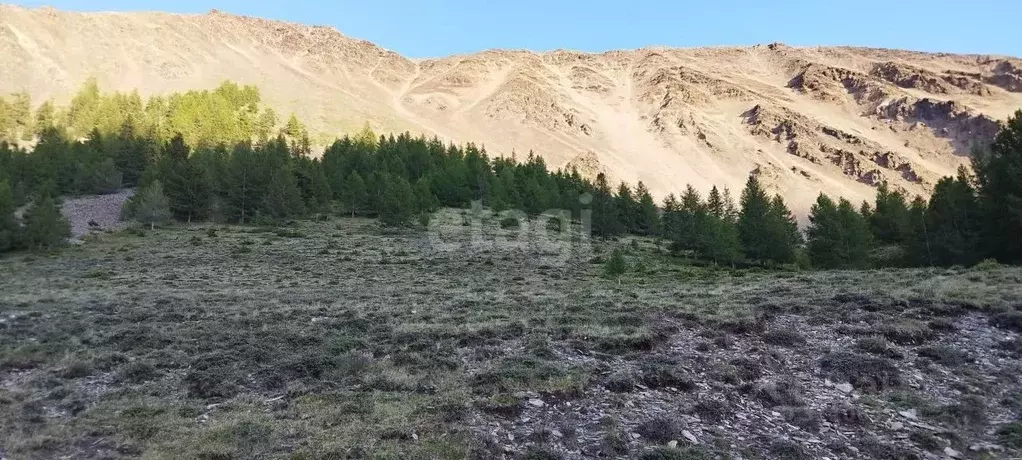 Участок в Алтай, Кош-Агачский район, с. Теленгит-Сортогой  (347.5 ... - Фото 1